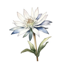 Edelweiss Dream in Watercolor