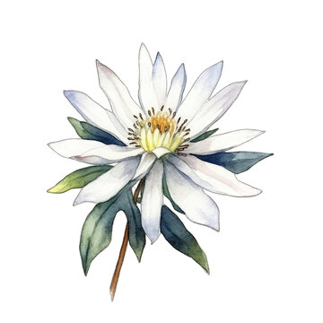 Edelweiss Melody in Watercolor
