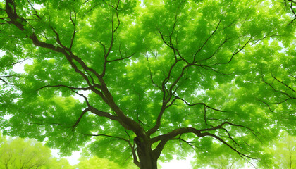 Obraz premium green leaves and sun