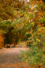 Autumn background. Autumnal red-orange foliage trees in park, natural abstract texture. beautiful harmony fall landscape.