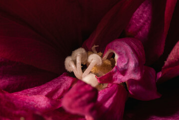 Macro close-up of the inside of an orchid