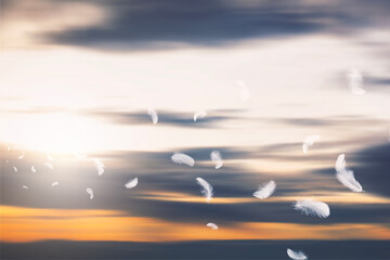 Abstract White Bird Feathers Floating in The Sky and Sunshine. Softness of Feathers in Heavenly.