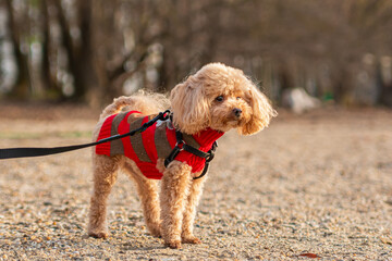 Portrait of a toy poodle puppy