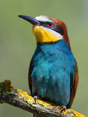 European bee-eater, merops apiaster. A bird sits on a beautiful branch on a blurry background