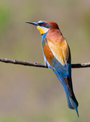 European bee-eater, merops apiaster. A bird sits on a beautiful branch on a blurry background