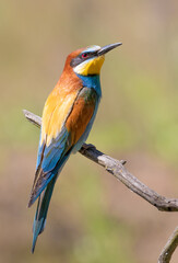 European bee-eater, merops apiaster. A bird sits on a beautiful branch on a blurry background