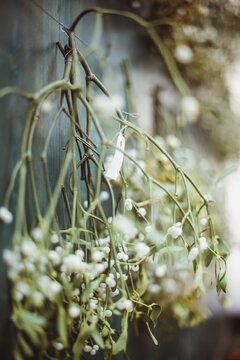 Close-up of mistletoe hanging on a wall at Christmas