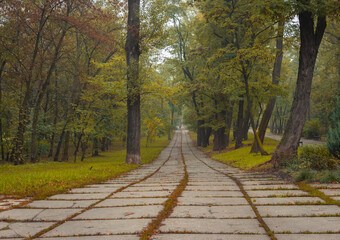 Fototapeta na wymiar Empty path in autumn park. October landscape. Fall in parkland. Road in silent park. Perspective pathway. Alley in natural parkland. Autumn colour leaves.