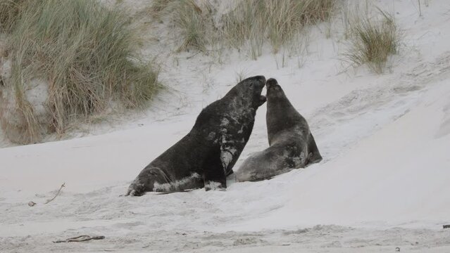 New Zealand Sea Lion Adult And Pup Fighting On The Sand Dunes In Sandfly Bay In Dunedin, New Zealand. - wide