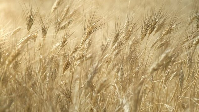 Ripe ears of wheat ready to harvest