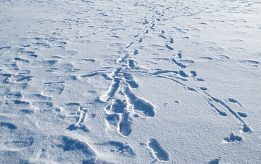 雪原に続く足あと