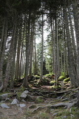 Fototapeta premium Ein Traum von Wald