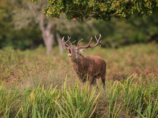 Red Deer Bellowing During the Rut