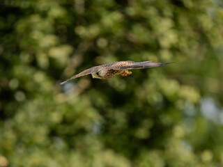 Kestrel In Flight in Surrey