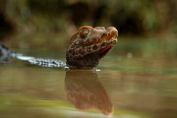 Cuvier's Dwarf Caiman or Musky Caiman (Paleosuchus palpebrosus) is a small crocodilian native to South America.