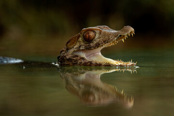 Cuvier's Dwarf Caiman or Musky Caiman (Paleosuchus palpebrosus) is a small crocodilian native to South America.
