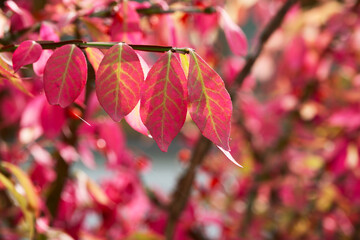 red barberry leaves on a bush in the autumn season