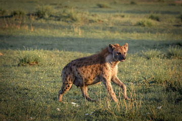 Spotted hyena wandering in the bush during sunset searching for her prey in Tanzania 
