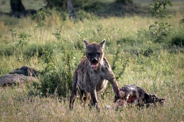 Spotted hyena was caught having her big breakfast in Tanzania 