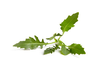 Arugula leaves isolated on white background. Fresh leafy green vegetable. Arugula is low in calories but rich in vitamins and minerals