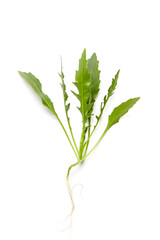 Arugula leaves isolated on a white background. Fresh leafy green vegetable. Arugula, also known as rocket or roquette