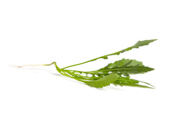 Obraz premium Arugula leaves isolated on white background. Fresh leafy green vegetable. Arugula can be used in various dishes, such as salads, sandwiches, pasta, and even as a pizza topping