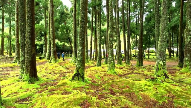 Walking between treen in a green forest plenty of moss in furnas, Azores, Portugal, in the island of Sao Miguel