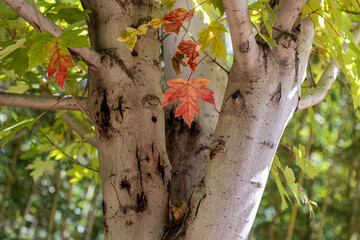 Leaves that turn red in autumn