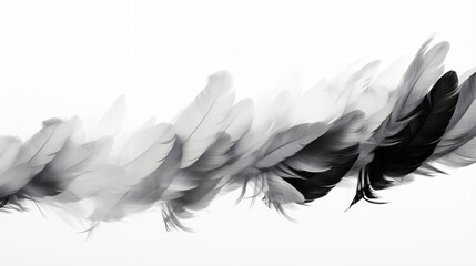 A black and white photo of a bunch of feathers on a white background