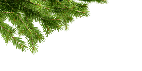 Christmas tree branch isolated on white background