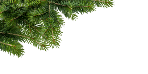  Close up christmas fir tree branch isolated on white