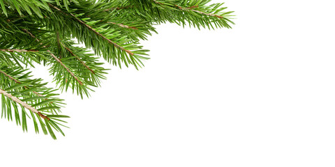 Christmas pine branch isolated on white