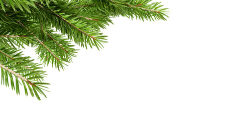 Christmas pine branch isolated on white © Buffstock