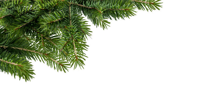  Close up christmas fir tree branch isolated on white