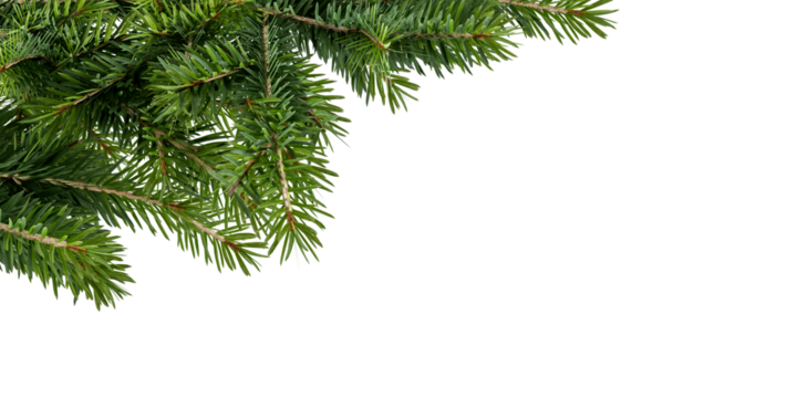  Close up christmas fir tree branch isolated on white