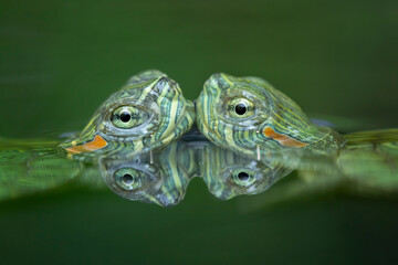 A pair of baby Red-eared Slider turtles (Trachemys scripta elegans) with their reflection in nature...