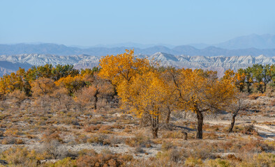 Fototapeta premium Picturesque turangas (trees from the poplar genus) on an autumn evening