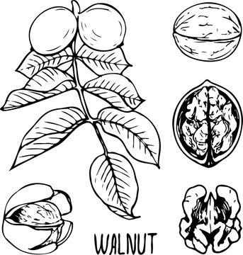 Hand drawn vector line illustration of walnuts.