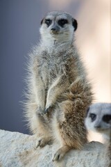 Vertical closeup shot of a cute meerkat standing on a rock near another meerkat