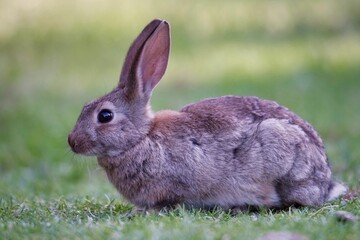 Adorable brown rabbit perched atop a patch of vibrant green grass