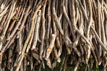 Fototapeta premium A stack of twigs and branches