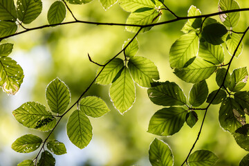 Looking up at beech leaves illuminated in the sunshine, with a shallow depth of field