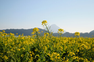 Obraz premium 池田湖の菜の花と開聞岳のシルエット