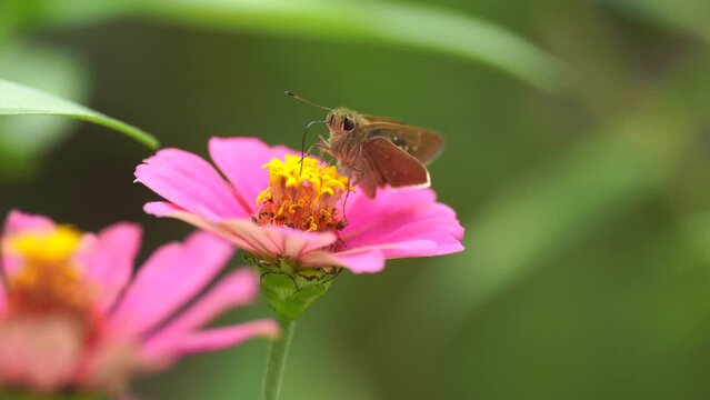 Dark Small-branded Swift (Pelopidas mathias) nectaring and flying a Zinnia elegans