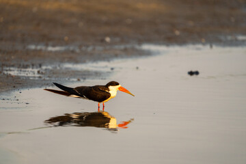 African skimmer