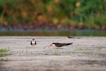 African skimmer