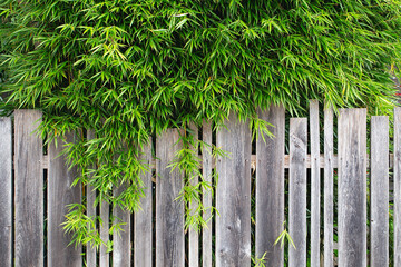 Decorative bamboo in the garden. Decor plants for the garden. Fence covered with green tree leaves....