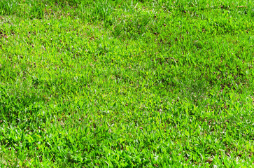Green grass background. Lawn, football field, green grass artificial turf, texture, top view