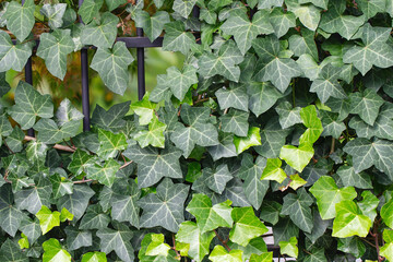 Background of lush green ivy leaves. Green ivy leaves with white veins growing on a bush climbing...