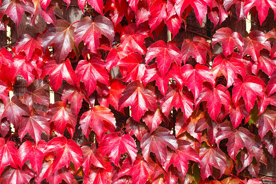 Fence covered in red ivy autumn leaves. Fall season, october. Red autumn ivy leaves on the wall, background. Red leaves of maiden grapes